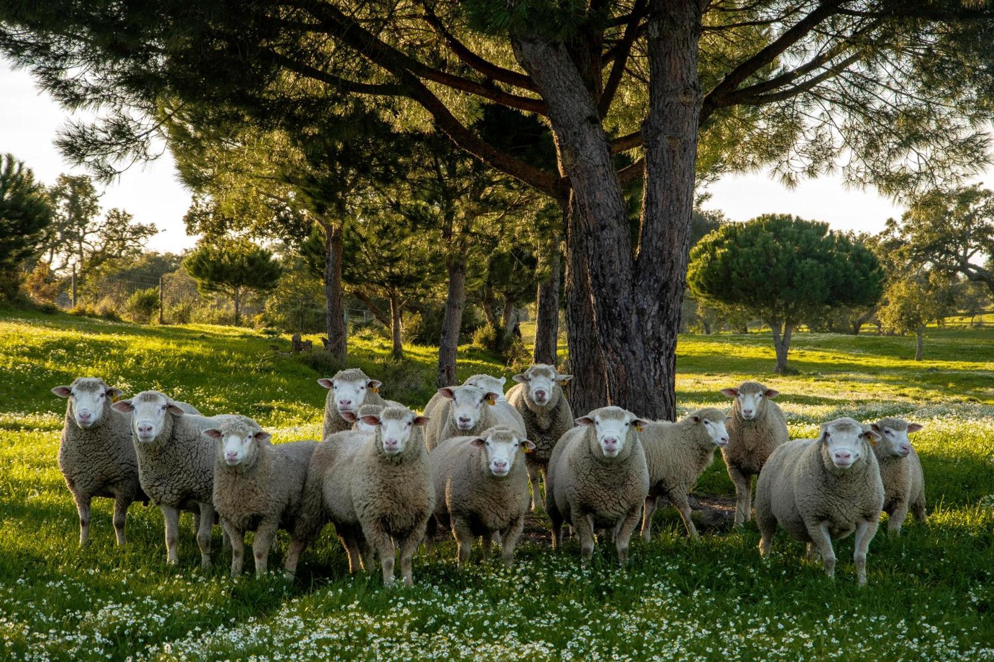 Herdade Das Barradas Da Serra Grândola Εξωτερικό φωτογραφία