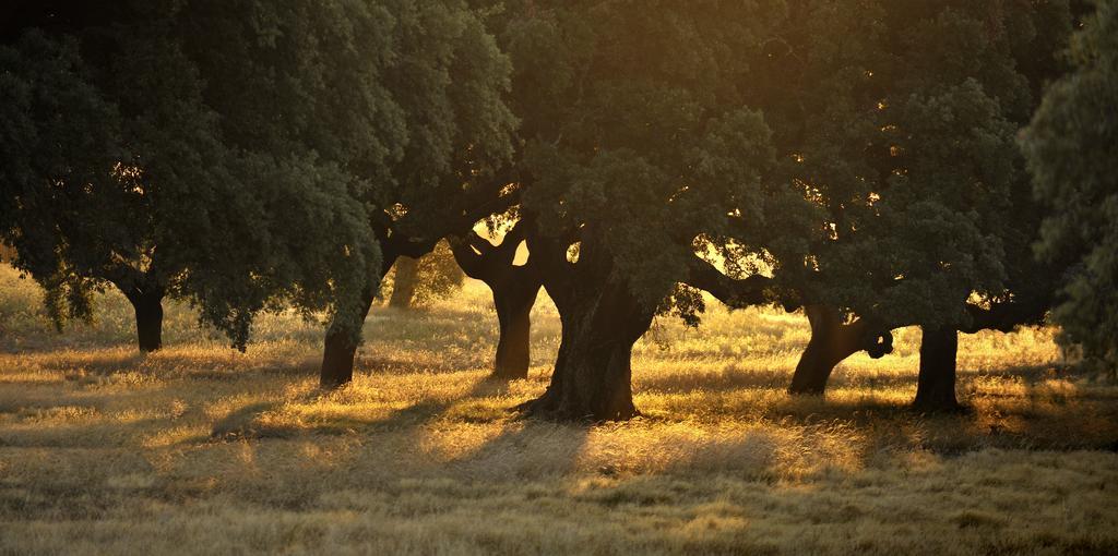 Herdade Das Barradas Da Serra Grândola Εξωτερικό φωτογραφία