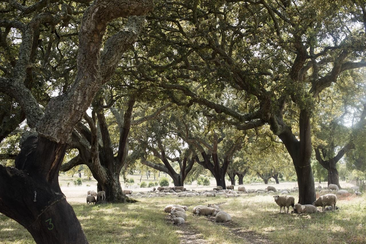 Herdade Das Barradas Da Serra Βίλα Grândola Εξωτερικό φωτογραφία