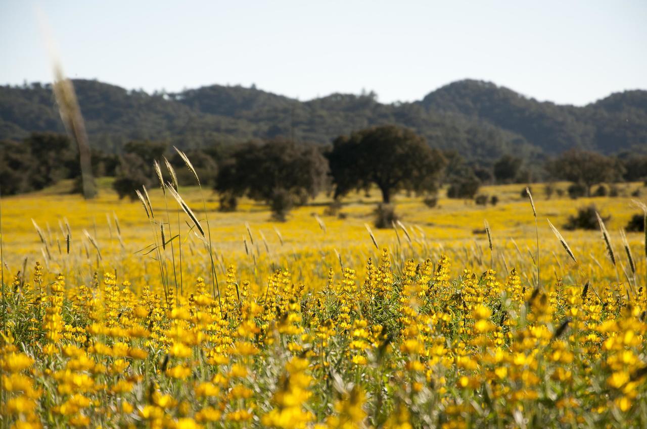 Herdade Das Barradas Da Serra Βίλα Grândola Εξωτερικό φωτογραφία